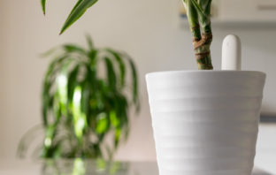 Xiaomi Mi Home Flower Care Feuchtigkeitssensor für Pflanzen im Test