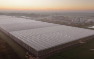 Dyson Erdbeerfarm
